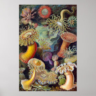 Seeanemone wissenschaftliche Natur Ozean Poster