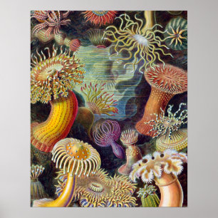 Seeanemone Wissenschaftliche Natur Ozean Poster