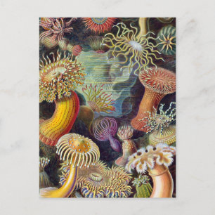 Seeanemone wissenschaftliche Natur Ozean Postkarte