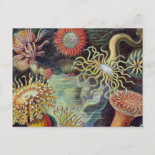 Seeanemone Wissenschaftliche Natur Ozean Postkarte
