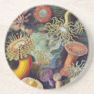 Seeanemone wissenschaftliche Natur Ozean Untersetzer