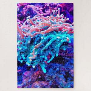 Seeanemonen