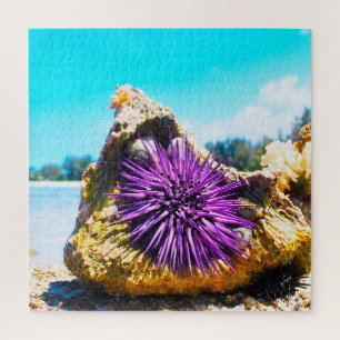Seeanemonen