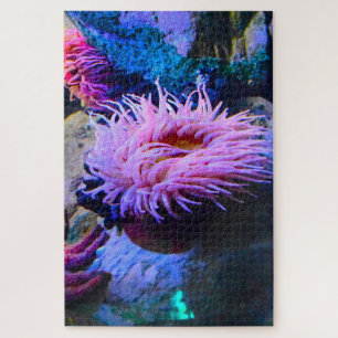 Seeanemonen.