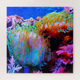 Seeanemonen