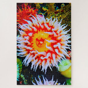 Seeanemonen