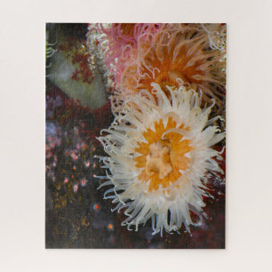 Seeanemonen.