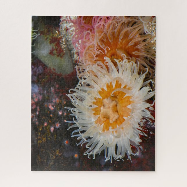 Seeanemonen. (Vertikal)