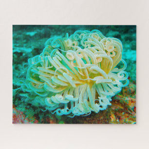 Seeanemonen