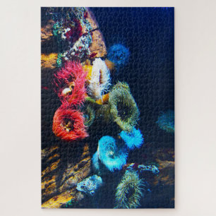 Seeanemonen.