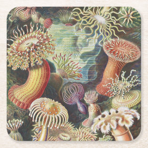 Seeanemonen, Actiniae Seeanemonen Ernst Haeckel Rechteckiger Pappuntersetzer