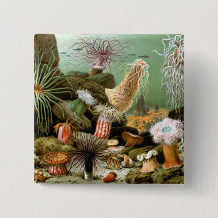 Seeanemonen Meeresleben, Vintage Meereslebewesen Button
