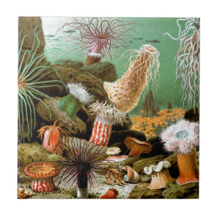 Seeanemonen Unterwasserszene Fliese