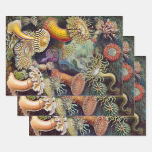 Seeanemonen, Vintage Actiniae von Ernst Haeckel Geschenkpapier Set