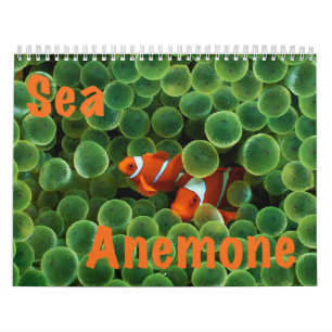 Seeanemonen-Wandkalender Kalender