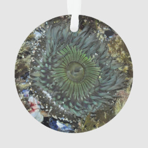 Seeanemonen-Weihnachtsverzierung Ornament