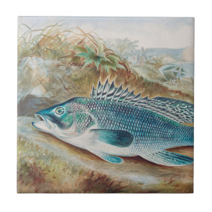 Seebarsch von S.A. Kilbourne, Vintage-Fisch Fliese