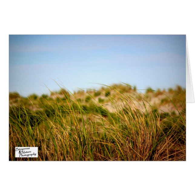 Seebrise (5,0) (Vorderseite (Horizontal))