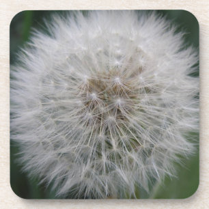 Seeding Dandelion Blume Cork Untersetzer