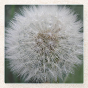Seeding Dandelion Blume Glass Untersetzer