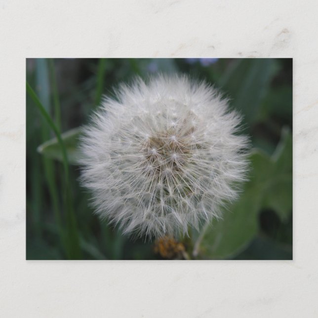 Seeding Dandelion Blume Postcard Postkarte (Vorderseite)