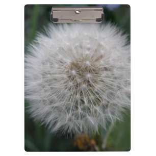 Seeding Dandelion Blume Zwischenablage Klemmbrett