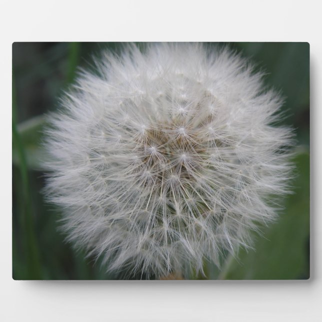 Seeding Dandelion Flower Plaque Fotoplatte (Vorderseite)