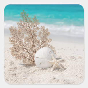 Seefächer mit Sanddollar und Seestern Quadratischer Aufkleber