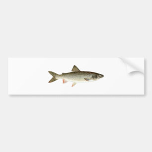 Seeforelle-Logo Autoaufkleber