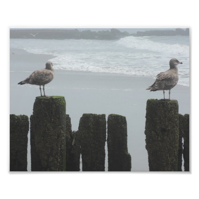 Seegügel bei Watch Fotodruck (Vorne)