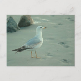 Seegull / Postkarte