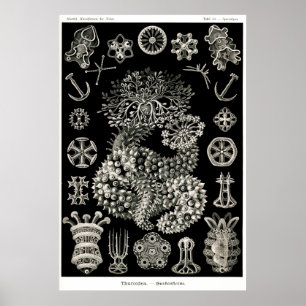 Seegurken Ernst Haeckels Thuroidea Poster