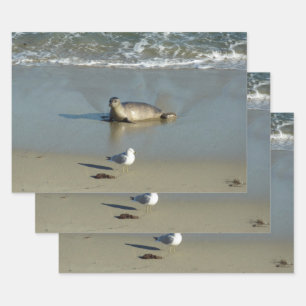 Seehund in La Jolla Kalifornien Geschenkpapier Set