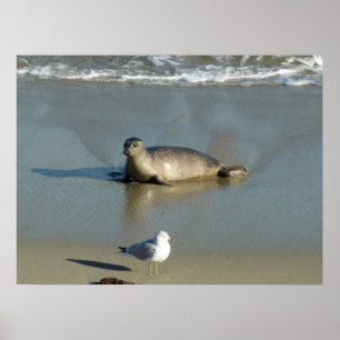 Seehund in La Jolla Kalifornien Poster