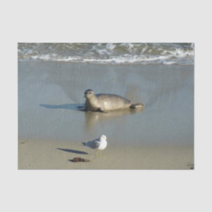 Seehund in La Jolla Kalifornien Seidenpapier