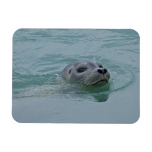 Seehund schwimmt im glazialen See Jokulsarlon Magnet