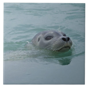 Seehund schwimmt im Gletschersee Jokulsarlon Fliese