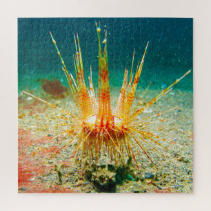 Seeigel