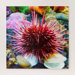 Seeigel