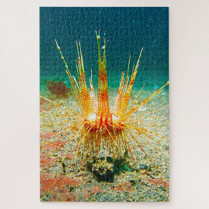 Seeigel