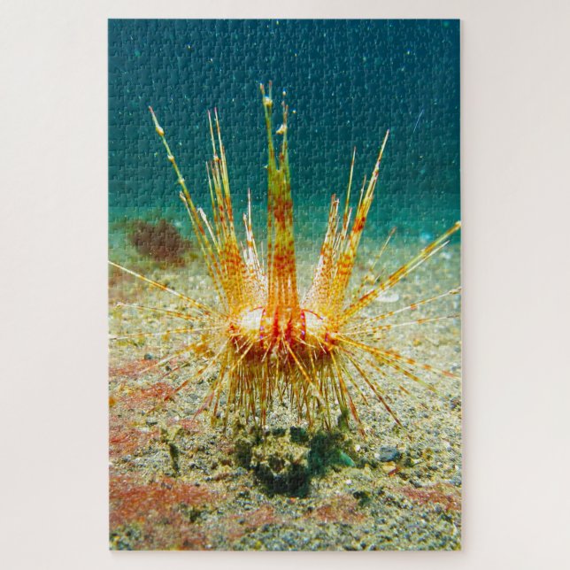 Seeigel (Vertikal)