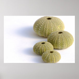 Seeigel-Poster Poster