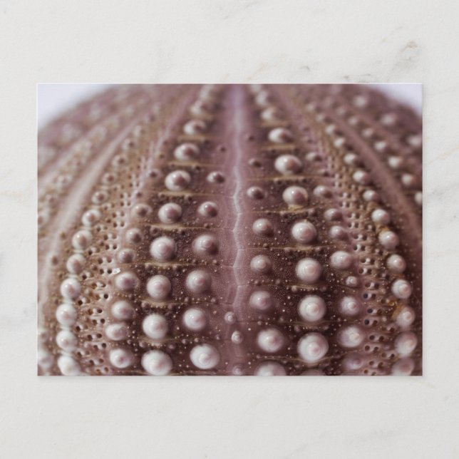 Seeigel Postkarte (Vorderseite)