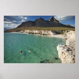 Seejakler im Golf von Kalifornien bei Isla Poster
