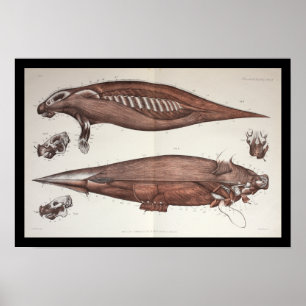 Seekuh-Manatis-Marinebiologie-Anatomie-Druck Poster