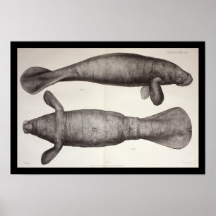 Seekuh-Manatis-Marinebiologie-Druck Poster