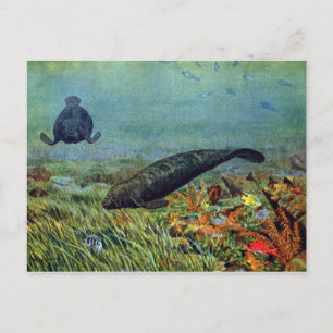 Seekühe und farbenfrohe Fische Postkarte