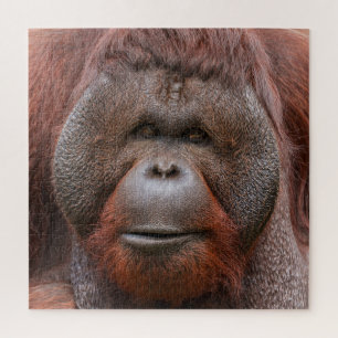 Seele unter den Wangenklappen – Orang-Utan-Gesicht