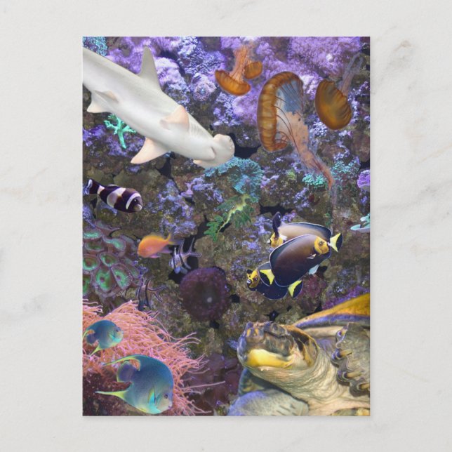 Seelebensversicherungskarte Postkarte (Vorderseite)