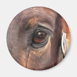 Seelenauge Magnet